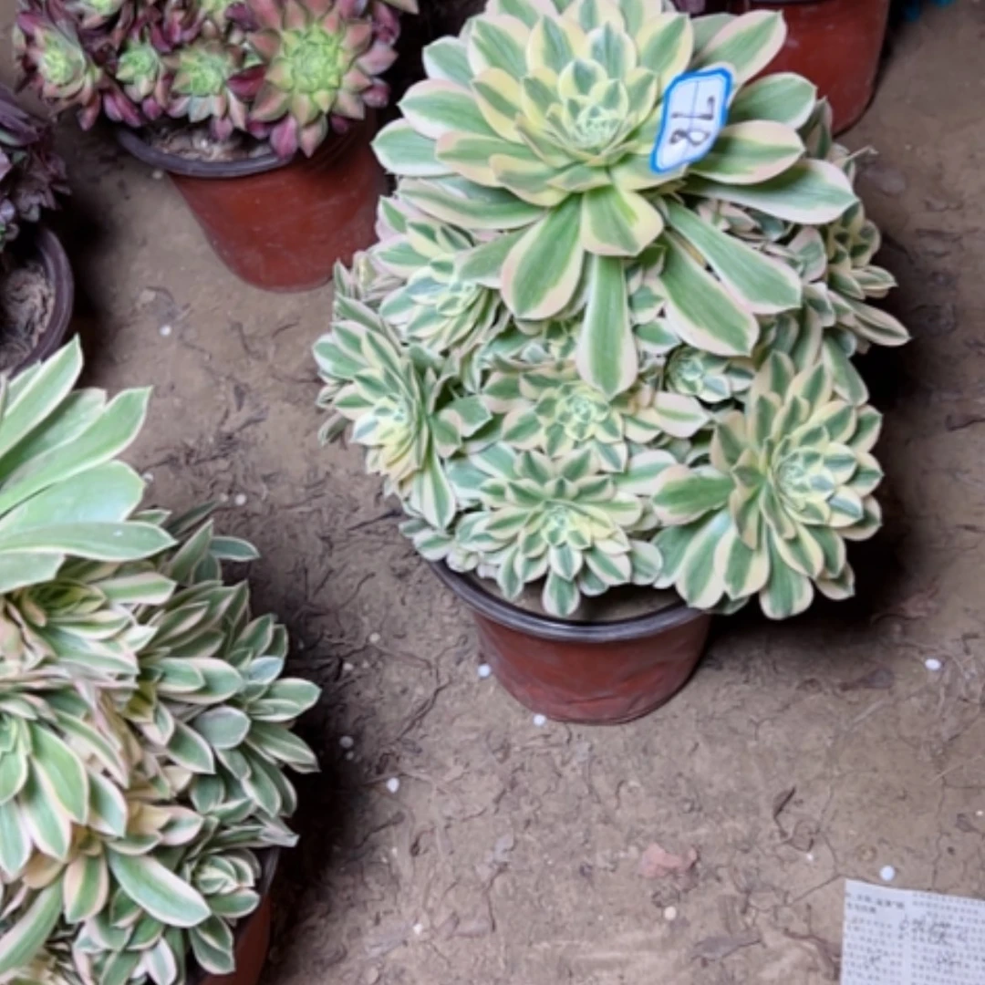 【闪购商品】老*多肉植物迈八赫78