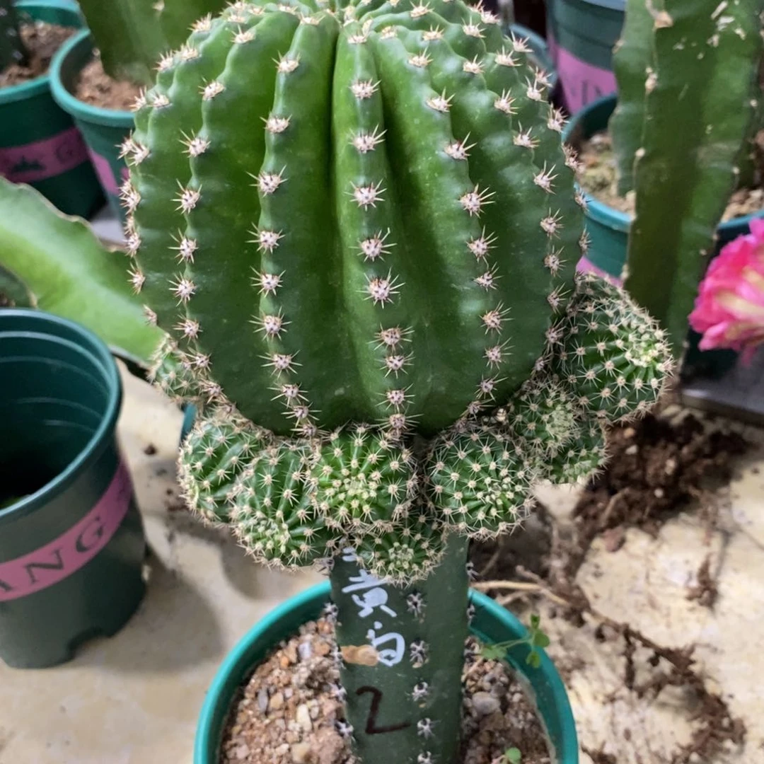 新品彩草皱黄白群生绣谱母本一个