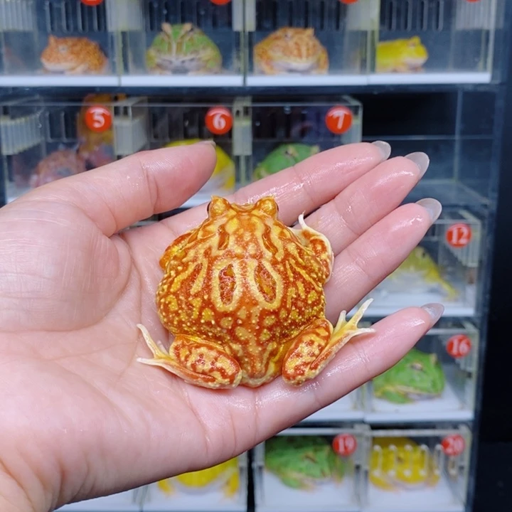恒***盛角蛙恭喜发财大吉大利