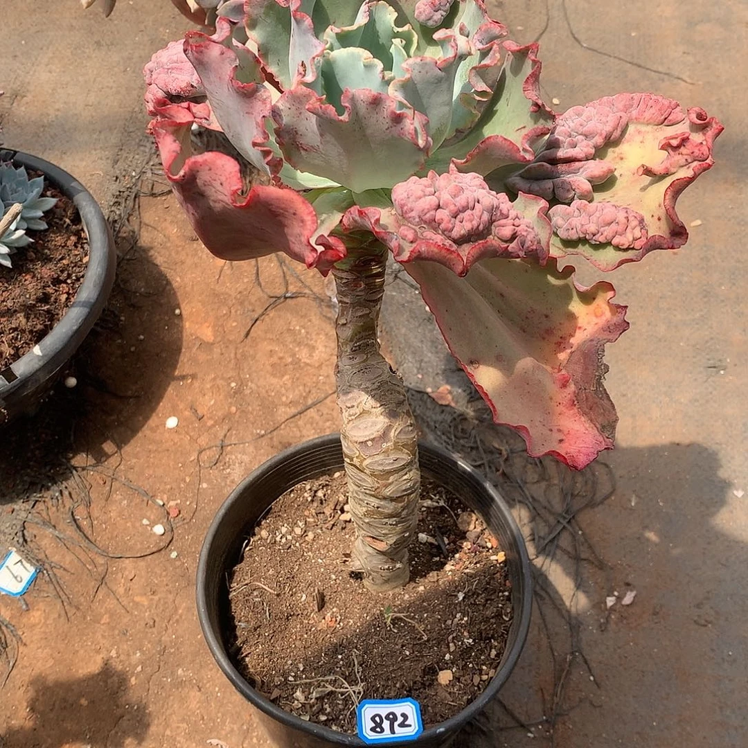 892女王 一物一拍多肉