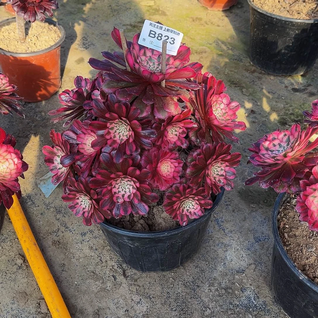 多肉植物823红铜白