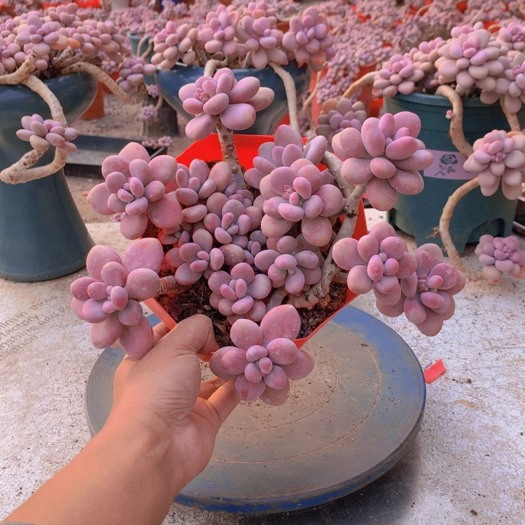 42一物一拍桃蛋老桩