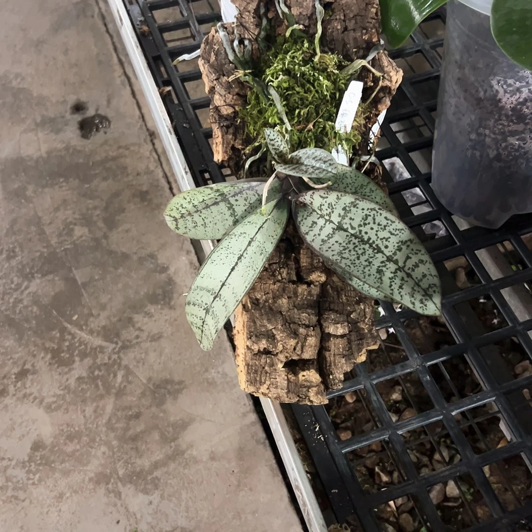 拿***你不开花植物白绿银板植