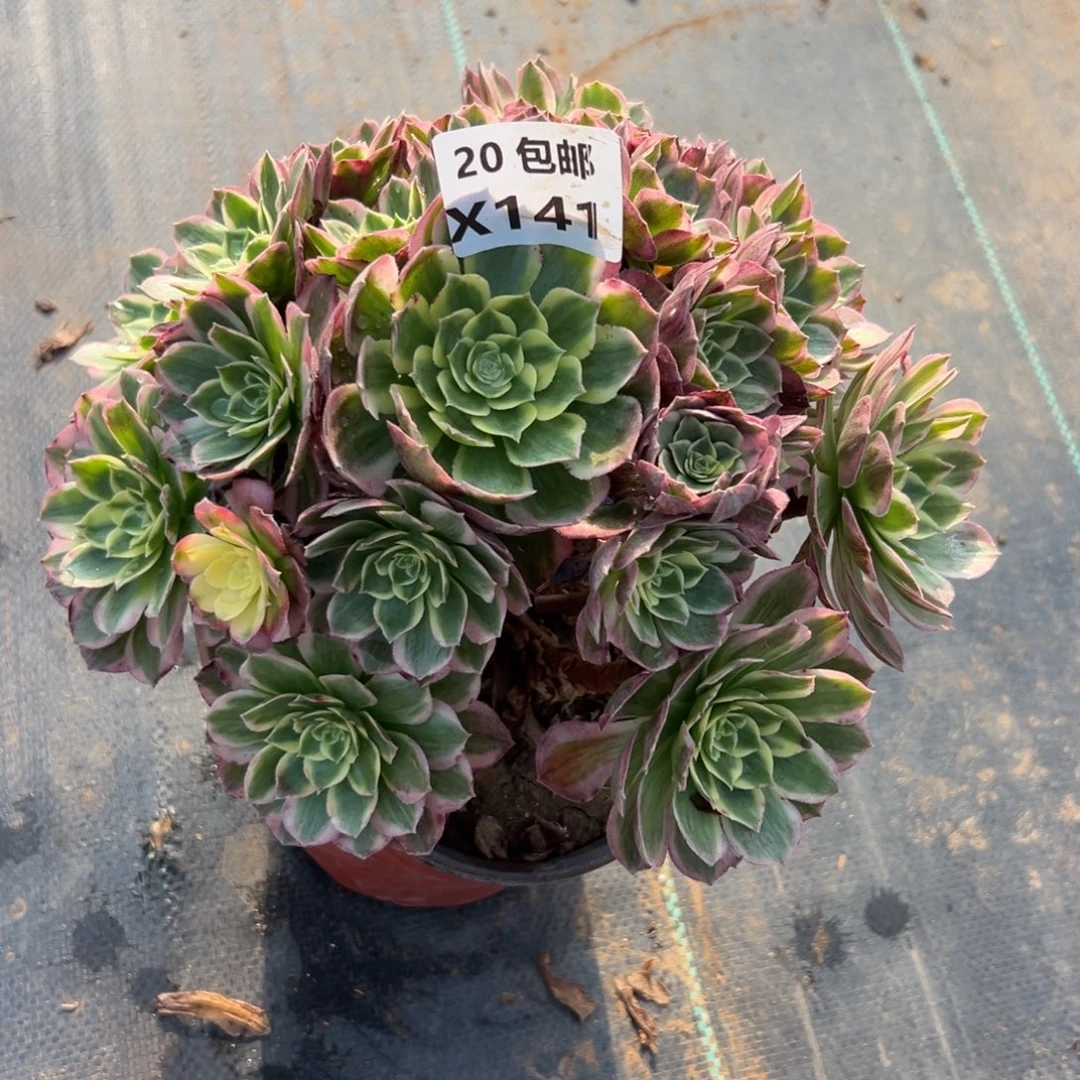 141海王，满20包邮嘟叮熊