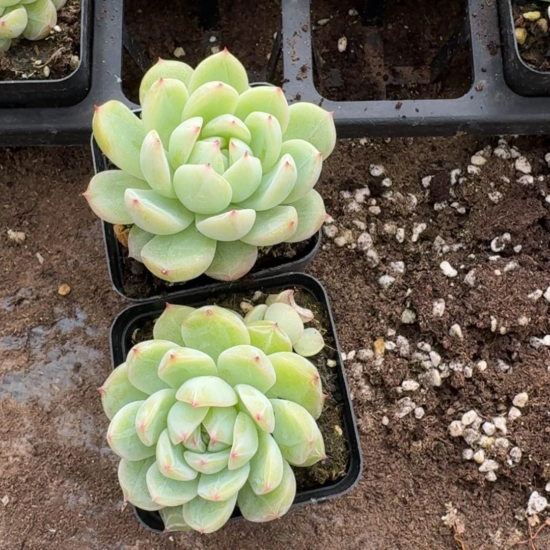 雪花珍妮两颗量拍22-102