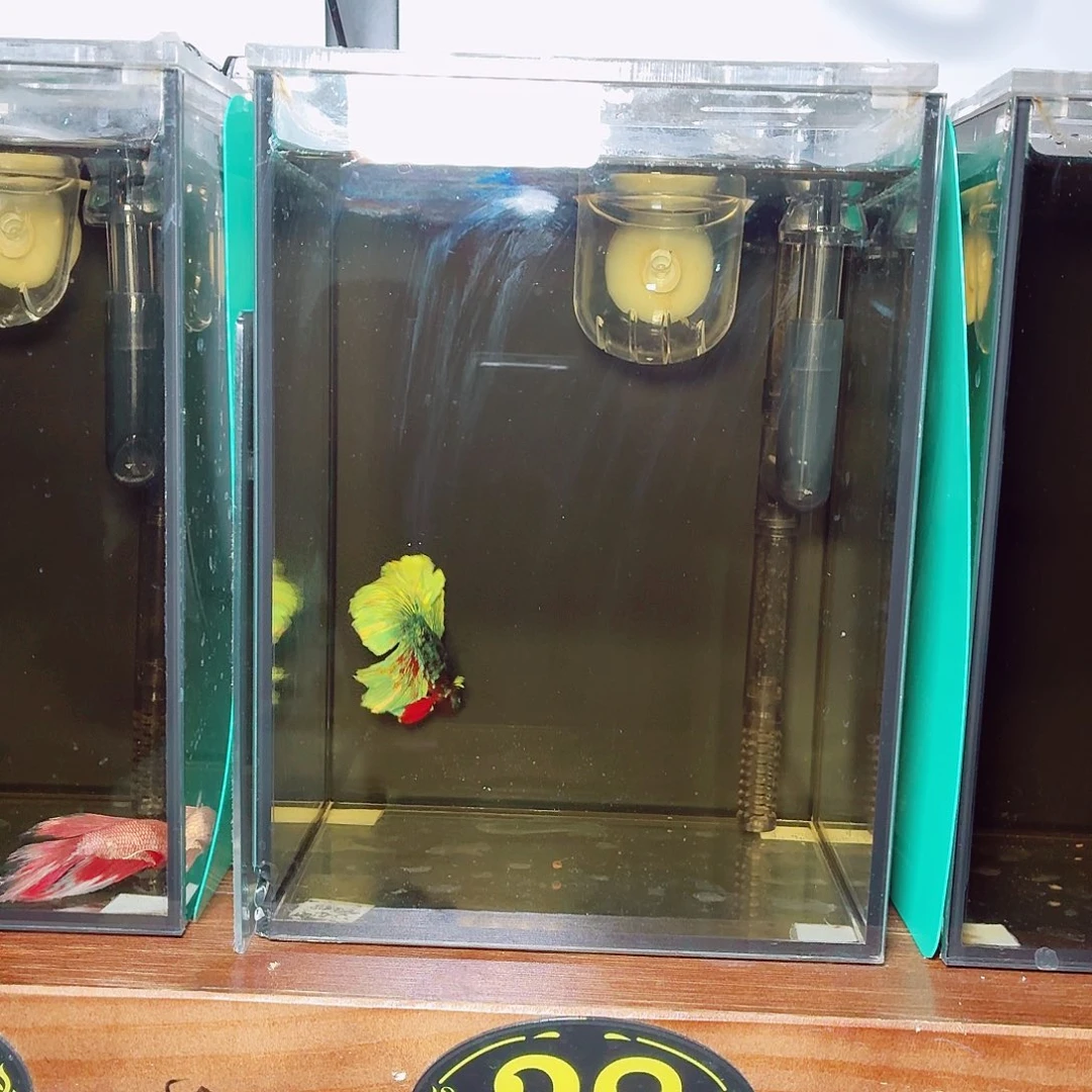 斗鱼暗黑半月公鱼