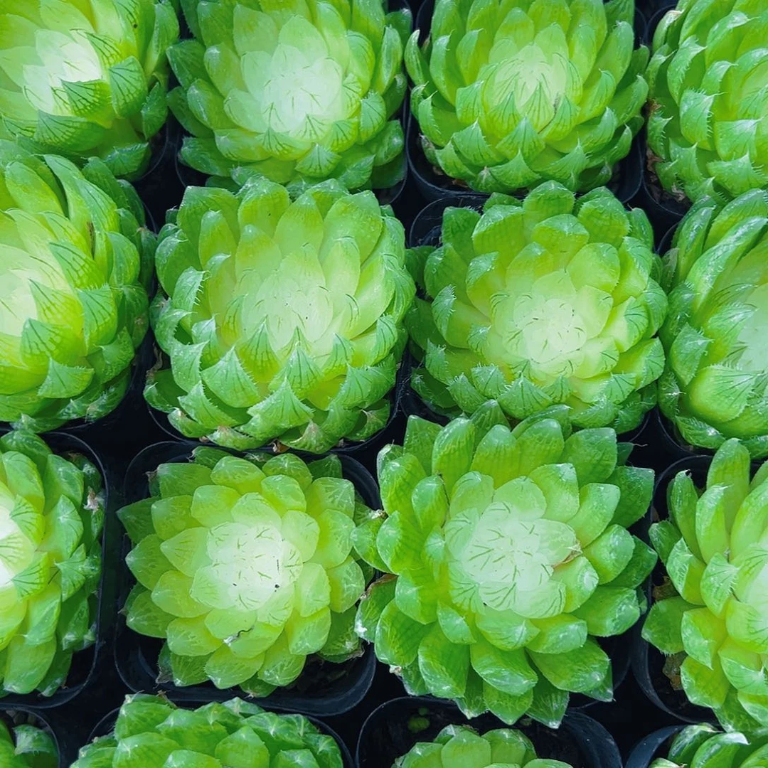 白莲花玉露多肉多肉多肉一颗