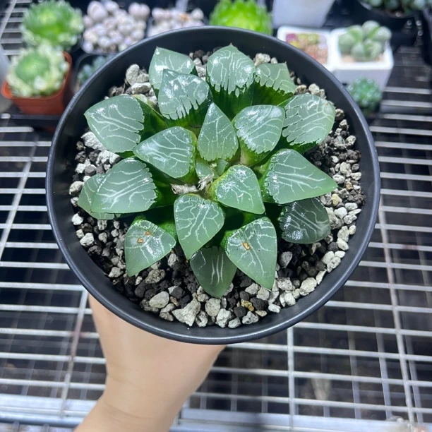 【特价特价】超大十年母本月影寿（微瑕）十二卷多肉植物