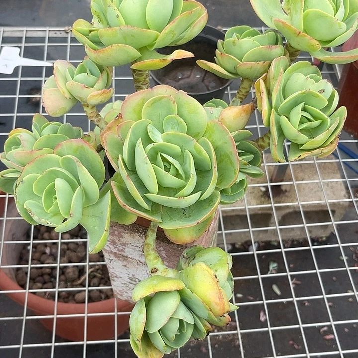 晨语多肉，一物一拍碧桃