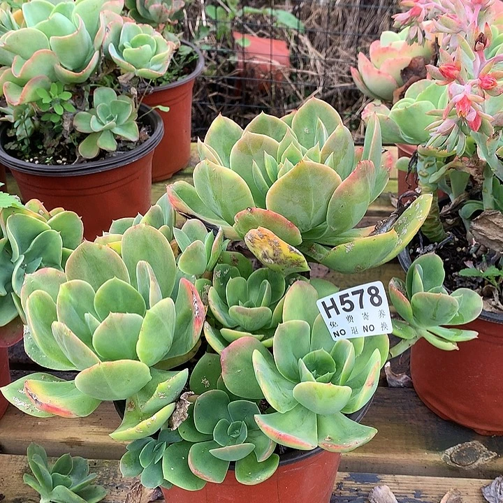 德芙老桩  非偏远38包邮 节后发