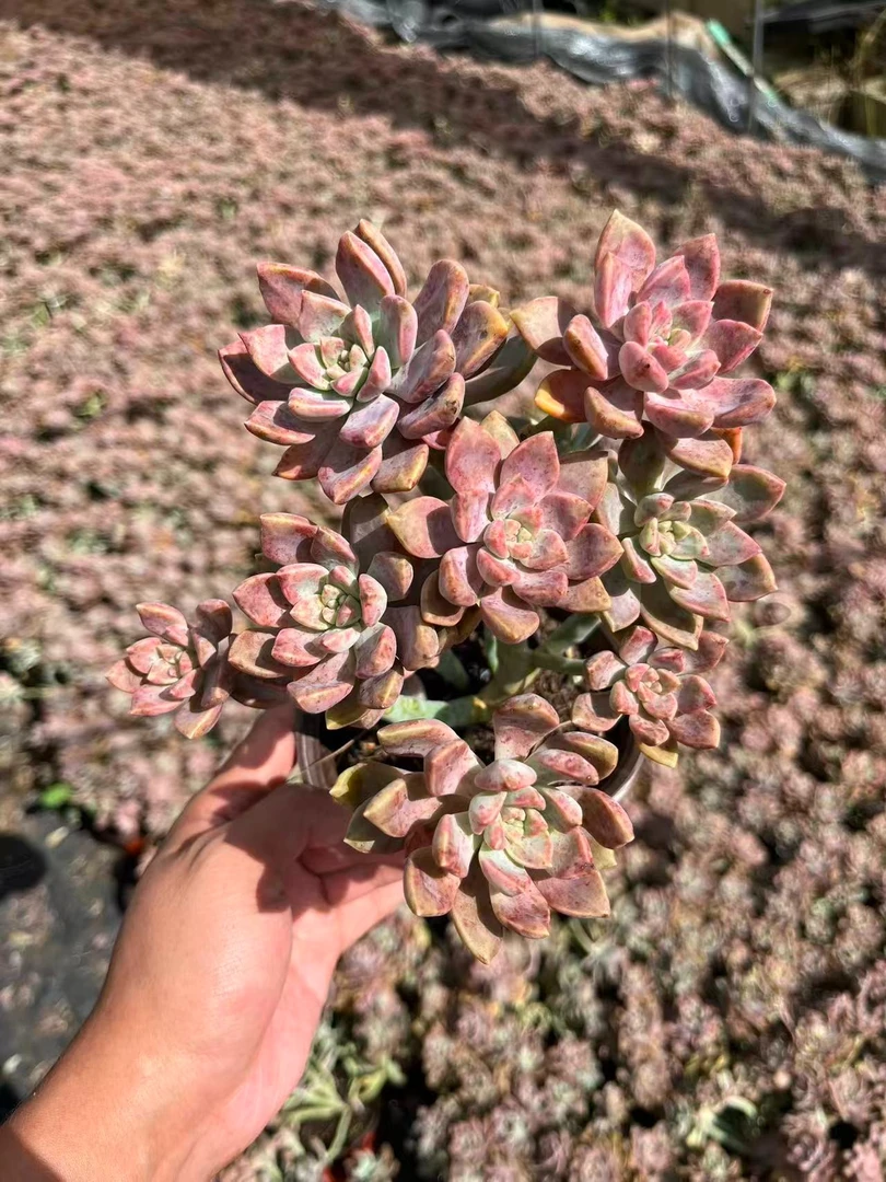 阿伦培 多肉植物绿植  鲜花盆栽基地 源头栽种易活
