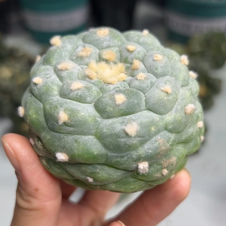 828 可帮发根可发货