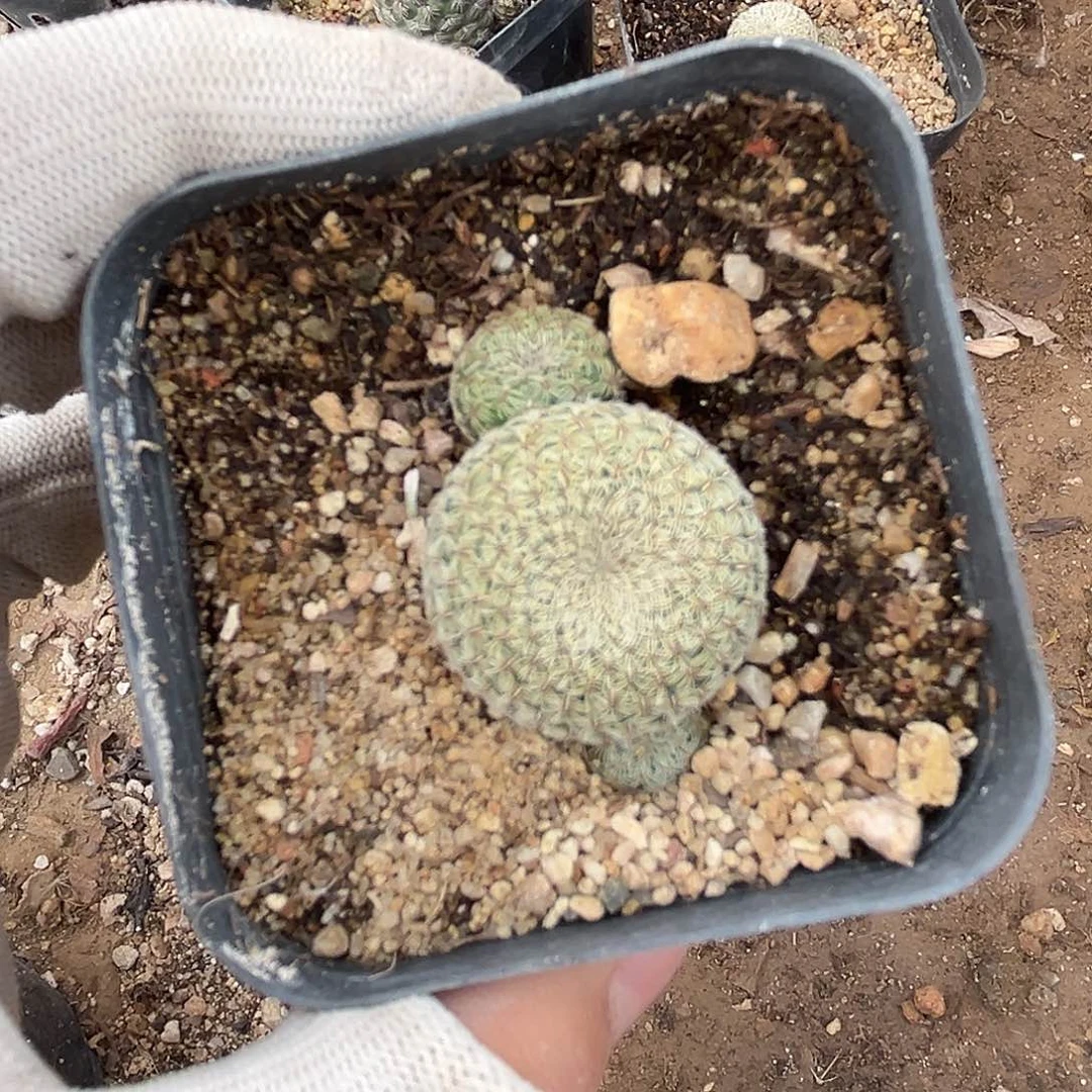 土*而DVD呃呃呃呃呃呃呃呃