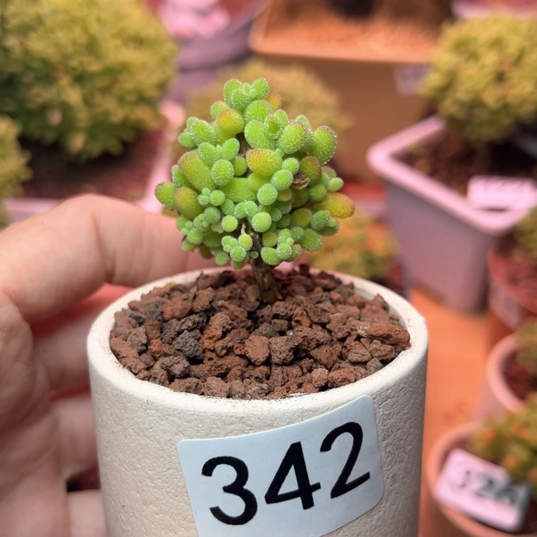 342金桔可爱多肉植物