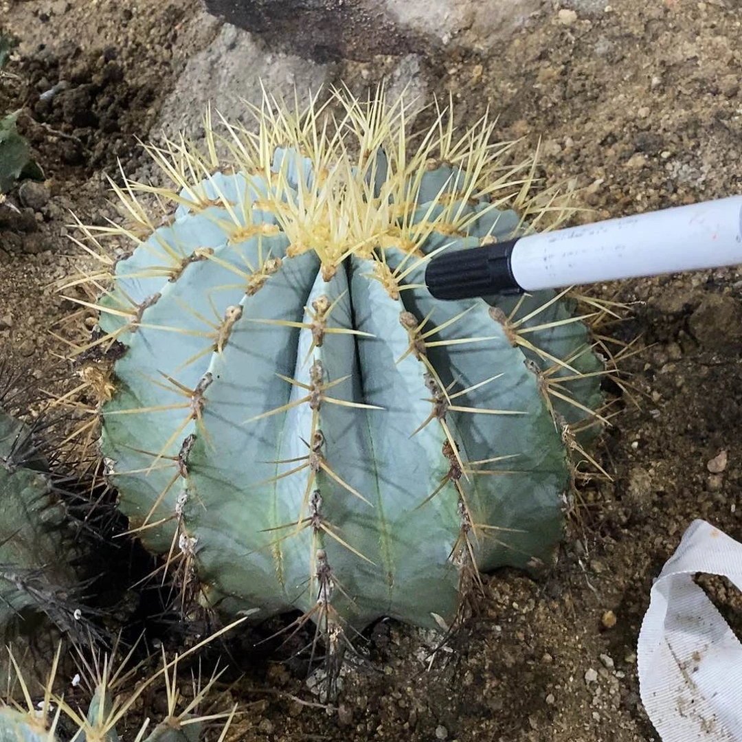 兰****1号选手。