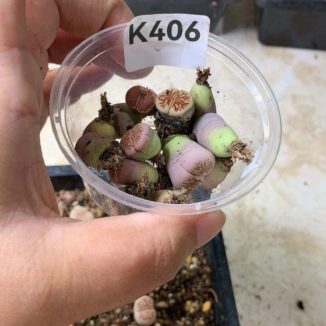 沛*K406多肉植物保护