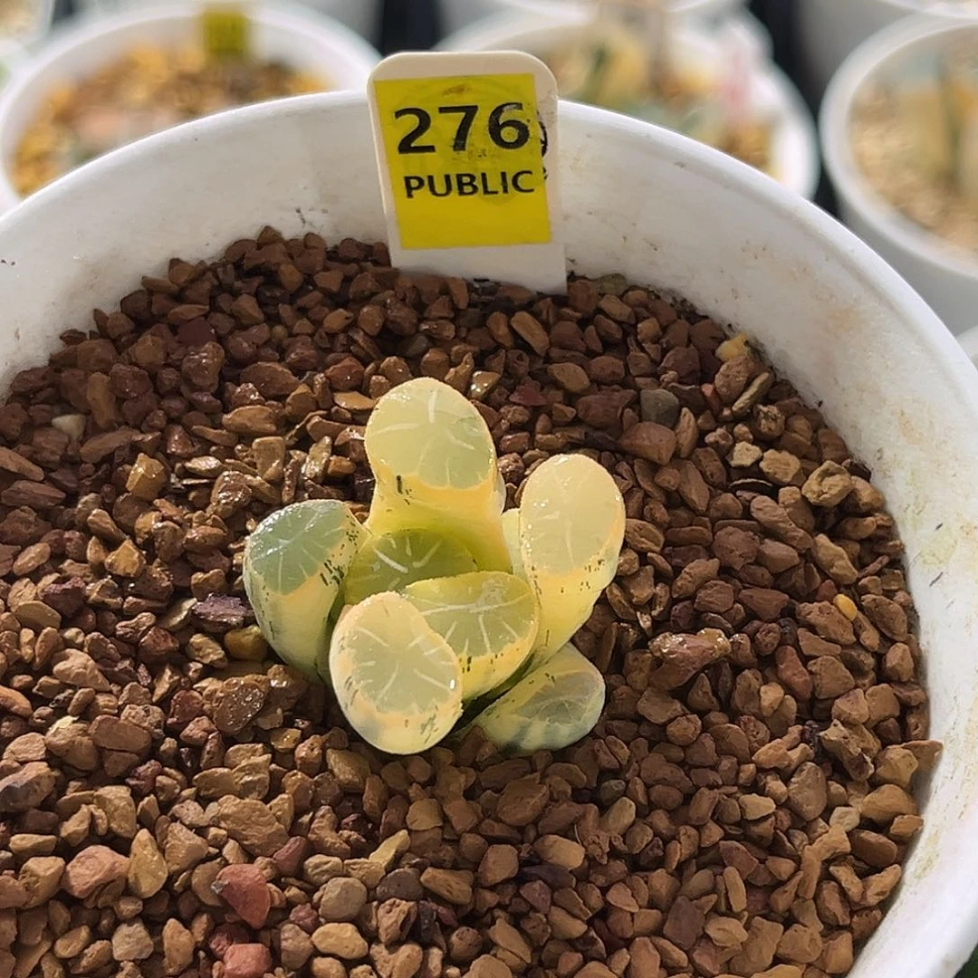 276糊斑万象锦一物一图