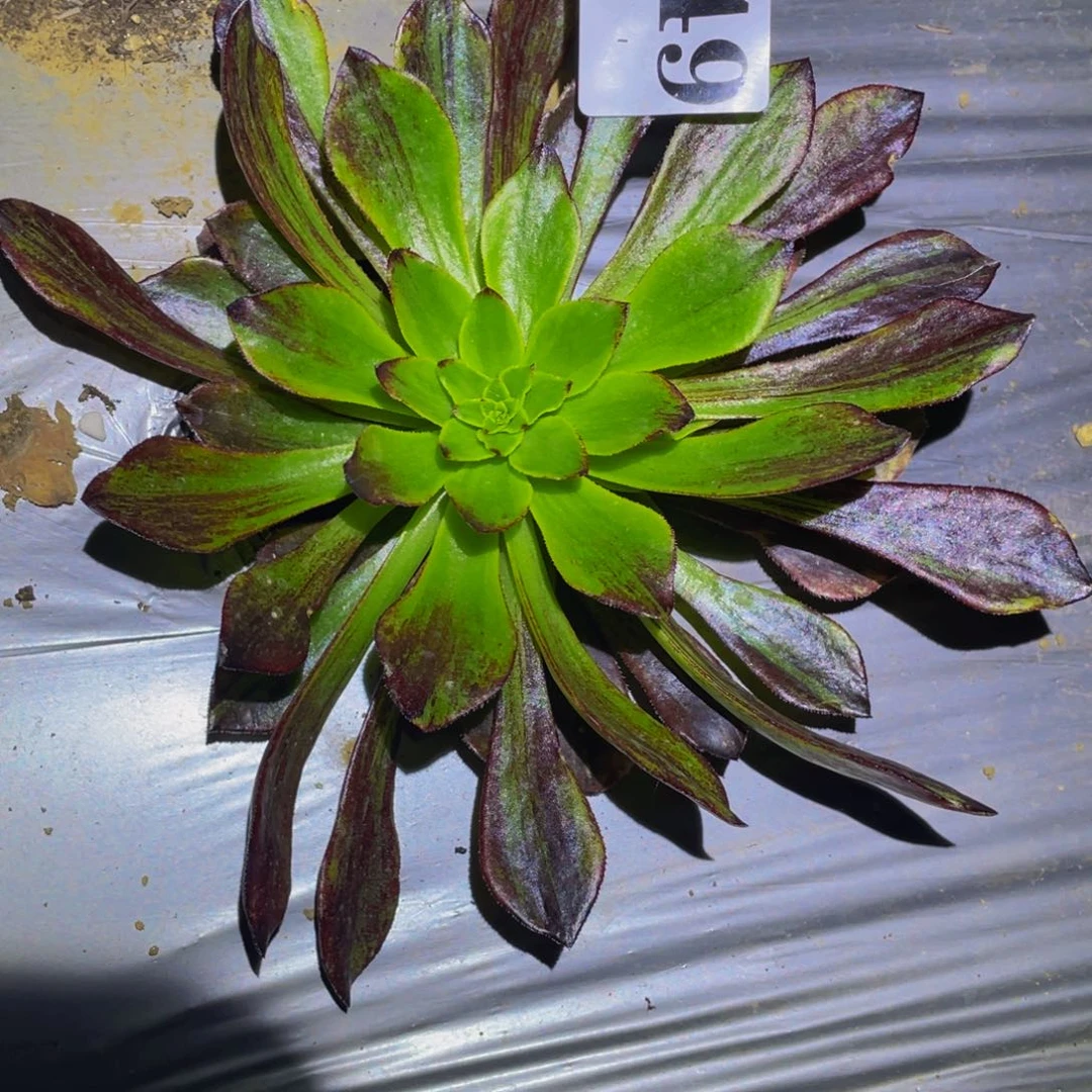 649莫兰迪多肉植物