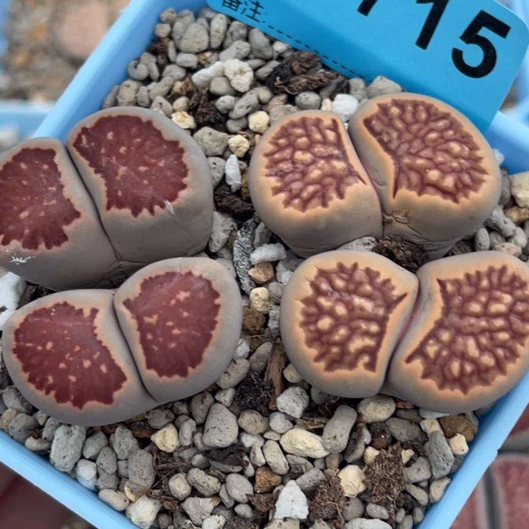 7715双头红窗菊两颗