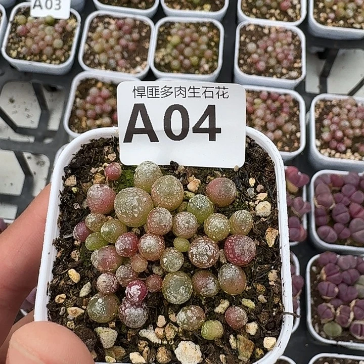 4多肉植物多肉植物