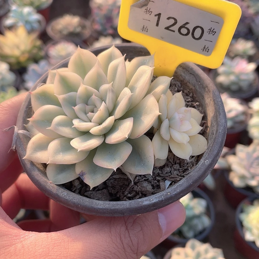 小***北1260号多肉植物盆栽