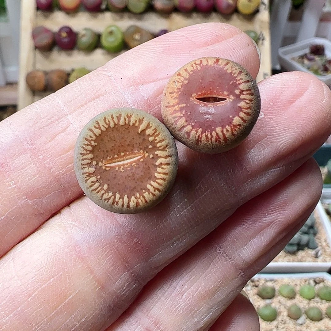 红流水一手包邮…………………