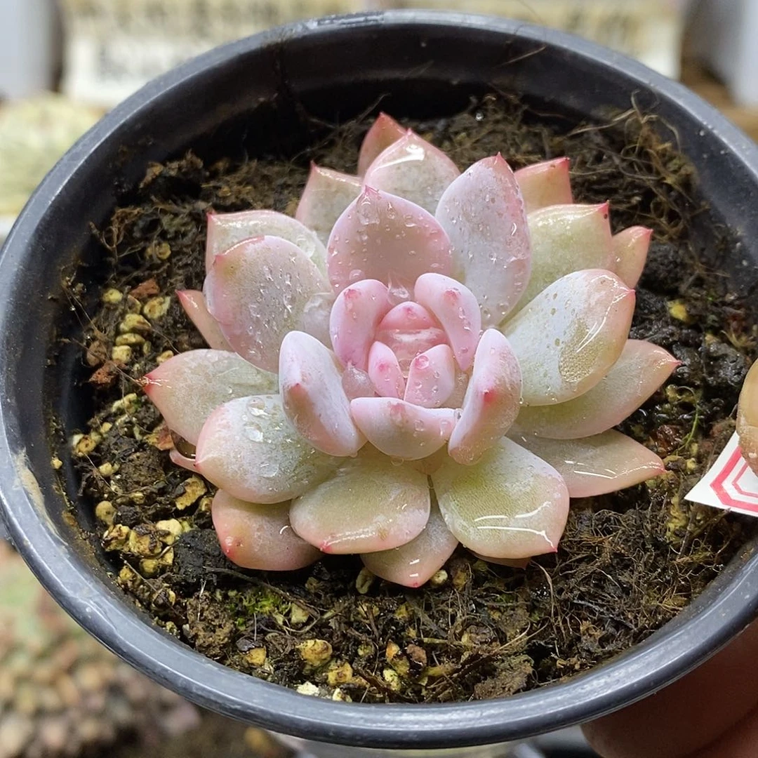 06201 漂亮橙梦露锦