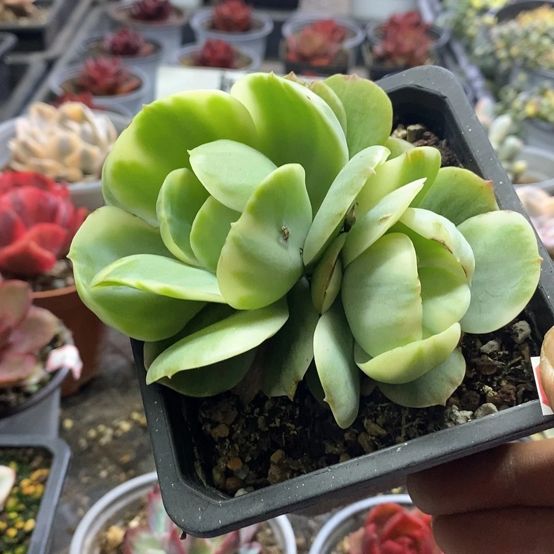 1460精美多肉碧桃锦双头