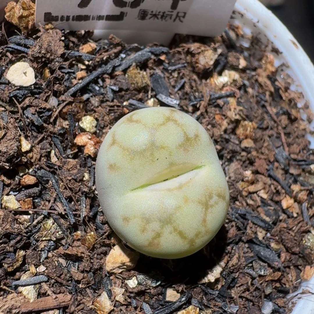 zzzzz生石花肉锥984