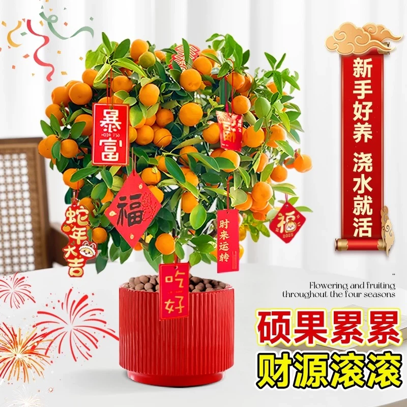 四季金桔盆栽带果室内绿植年宵花卉庭院观赏植物