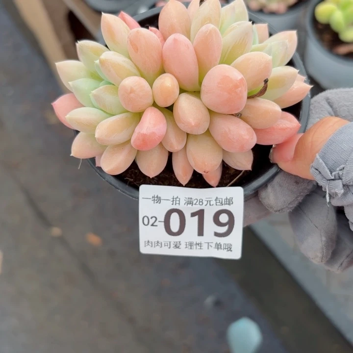 星空美人多肉植物多肉植物