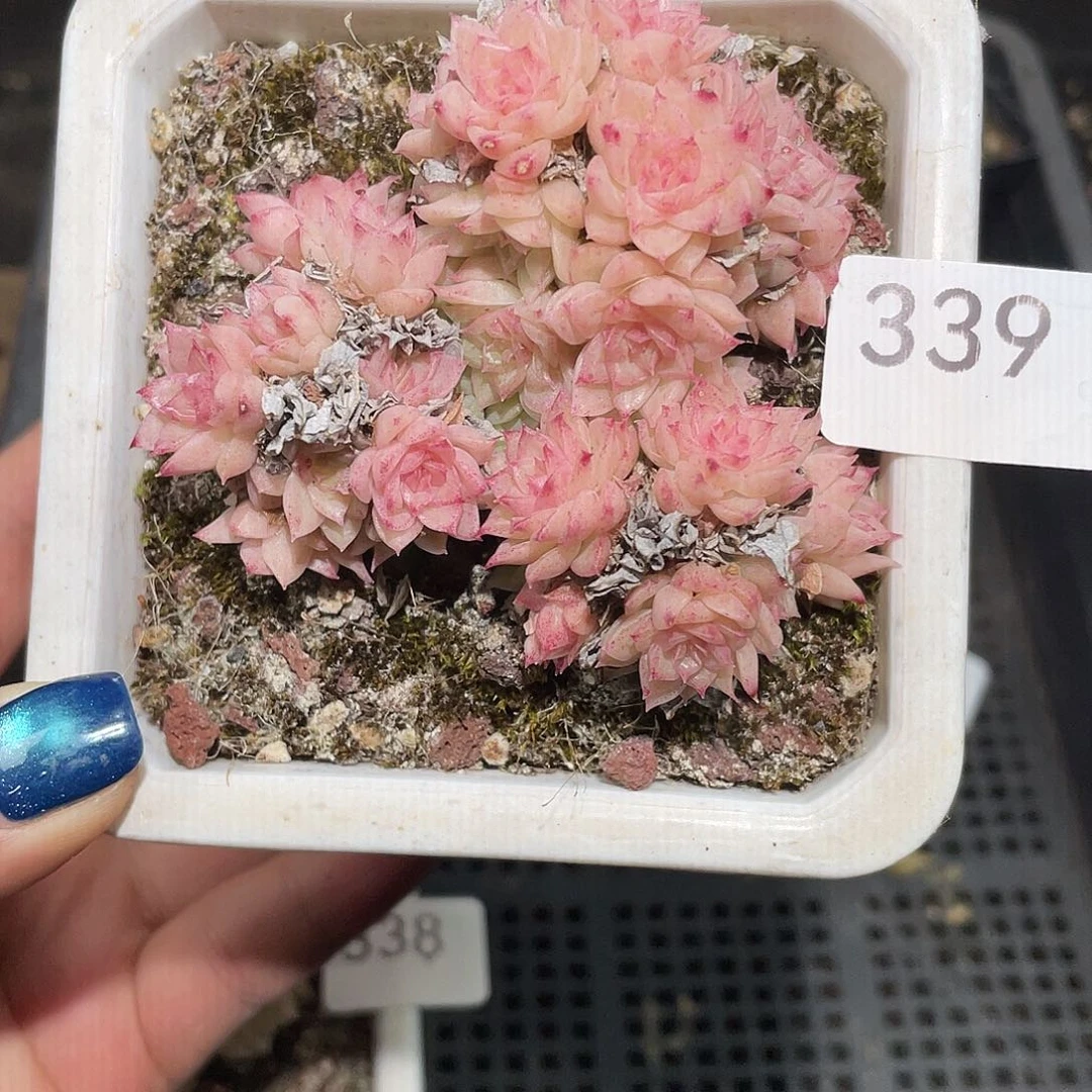 339。 麦秆。    一物一拍。