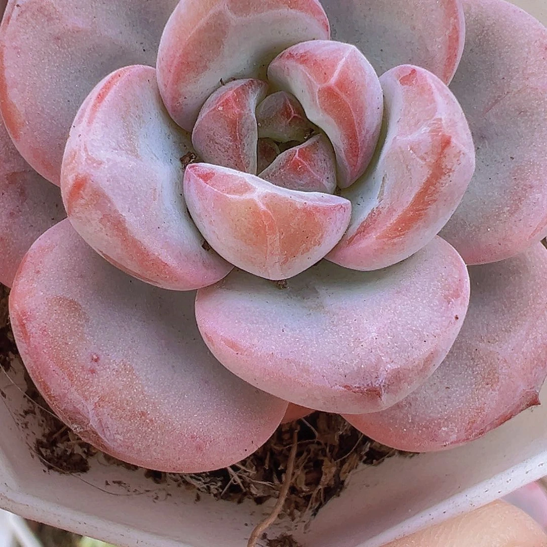 漫漫雪19包邮多肉