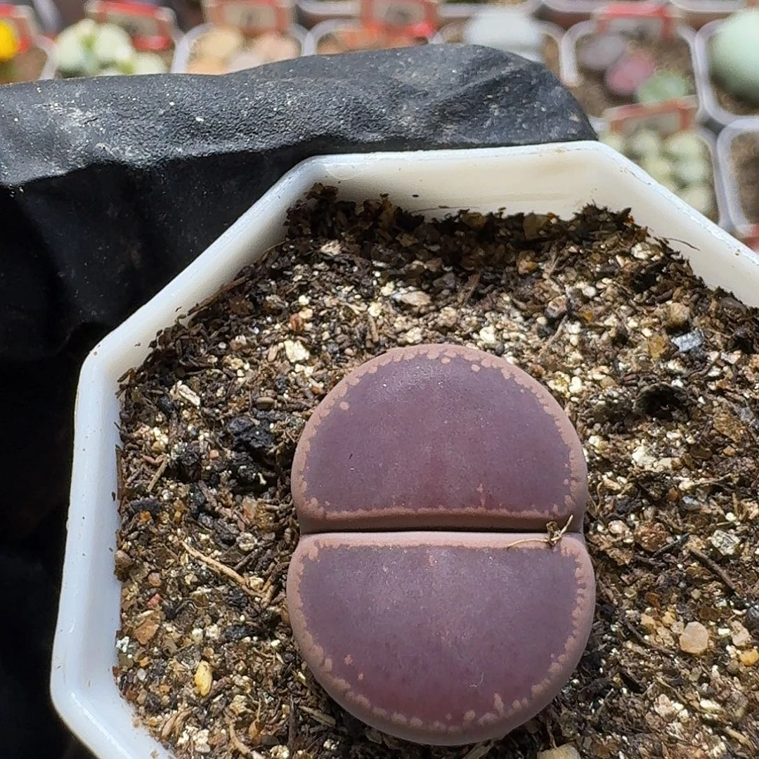 生石花22:：：。  8号