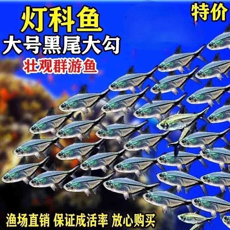 黑尾大勾群游观赏鱼小型活体热带淡水好养可混养