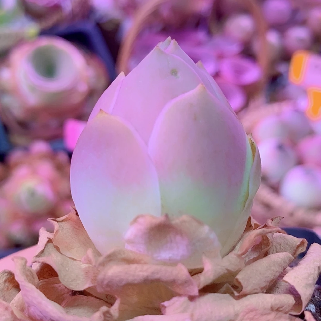 水蜜桃单头一物一拍007