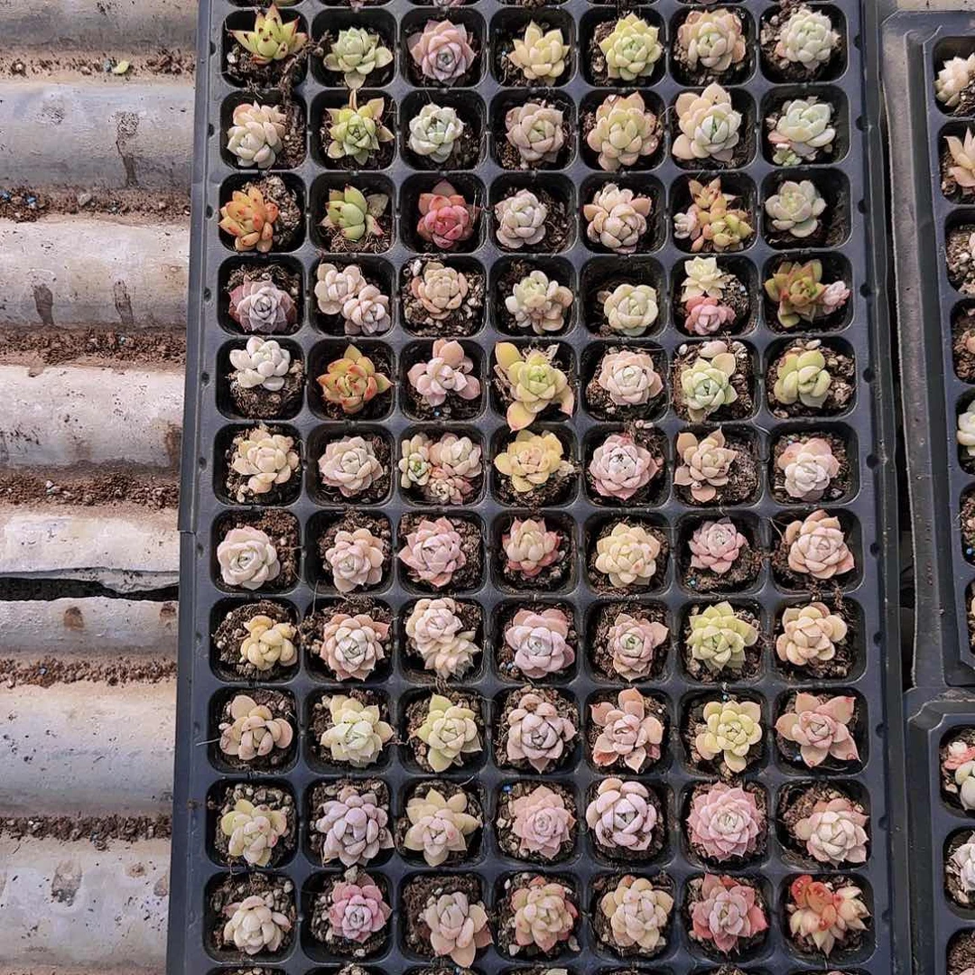 直播一物一拍多肉37