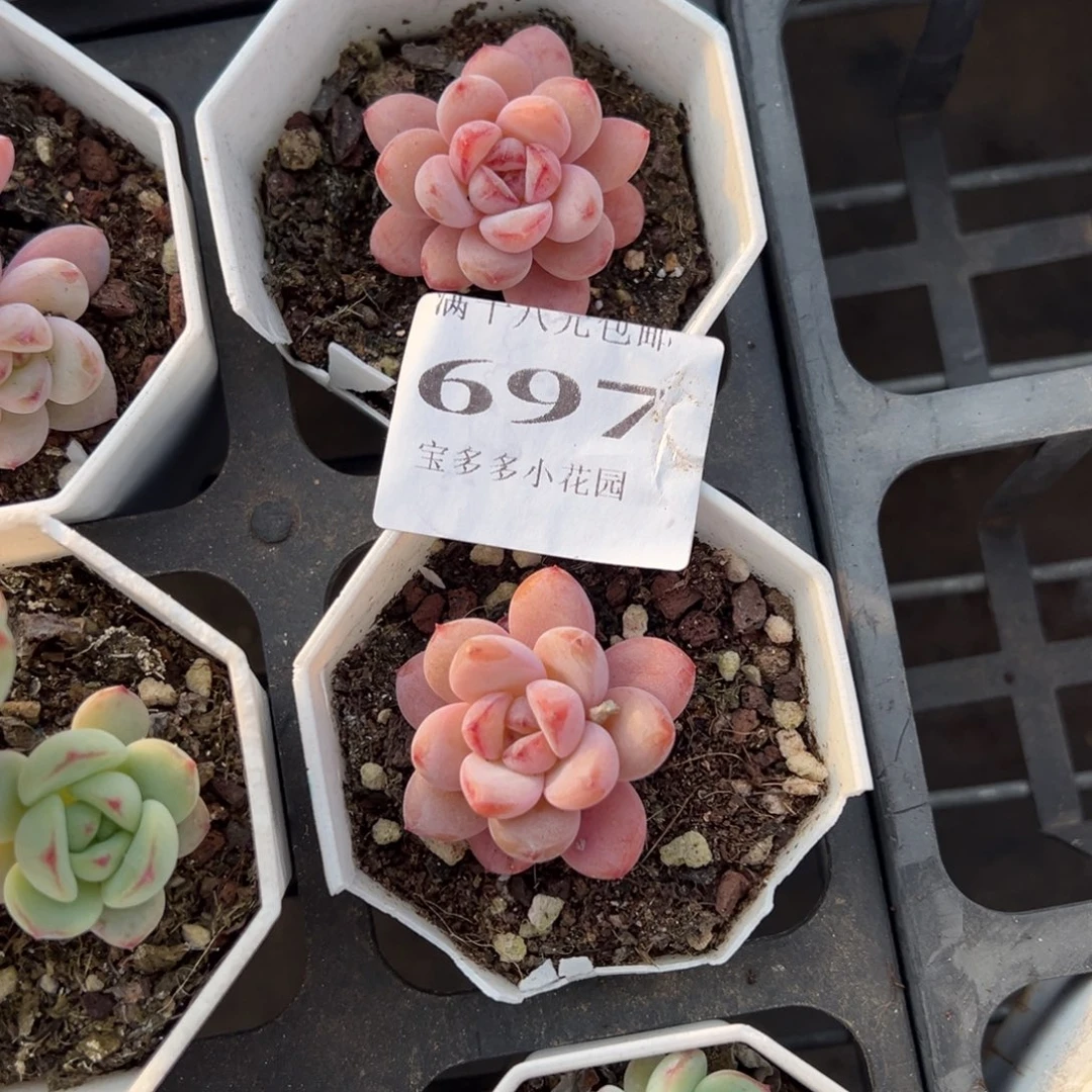 月***仄697号到手2颗星星雪量拍多肉满18元包邮（不满包邮发叶片）