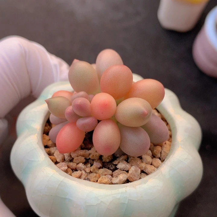 038 仙桃奶酪 4+1