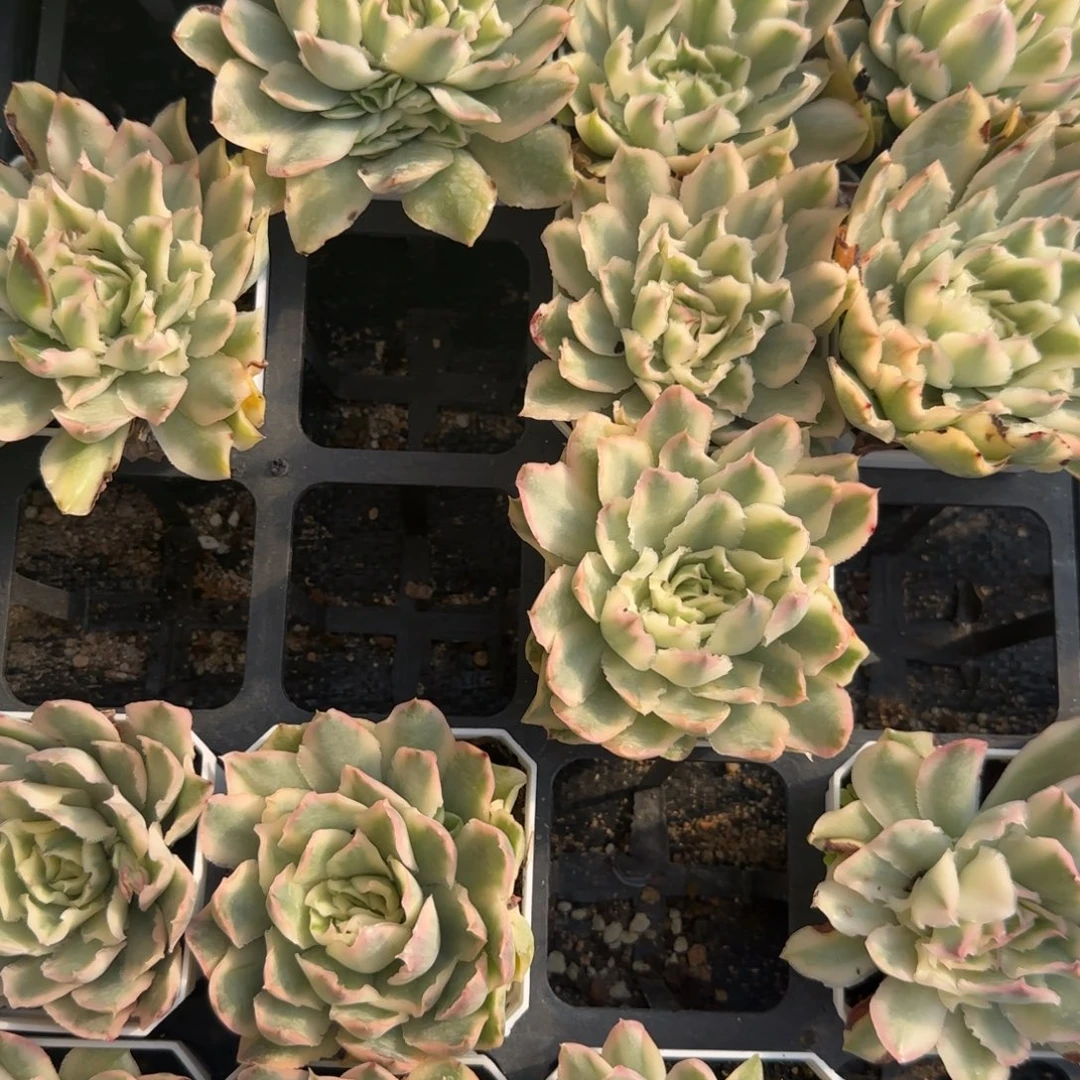 紫蝴蝶冰多肉植物