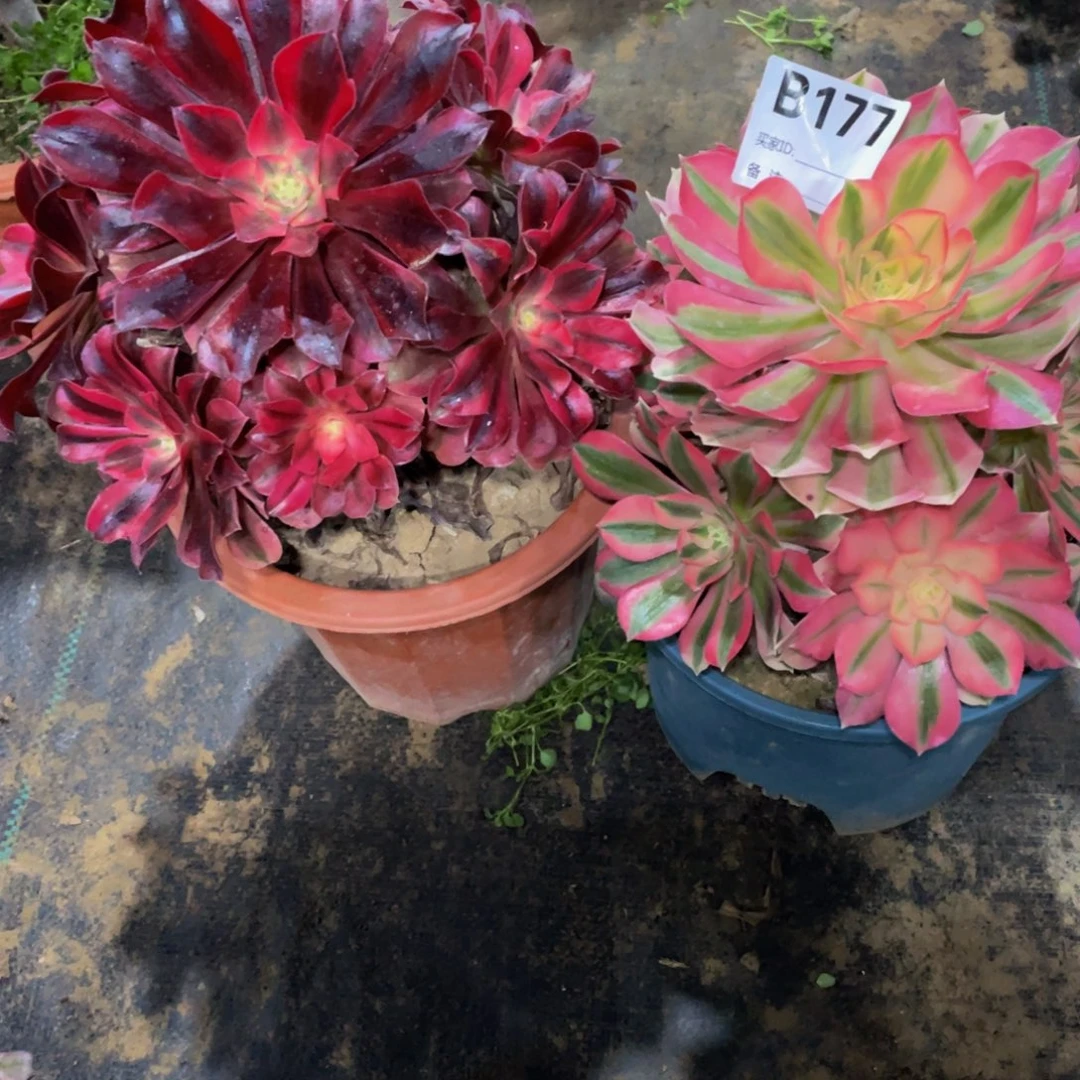 177两颗11111多肉