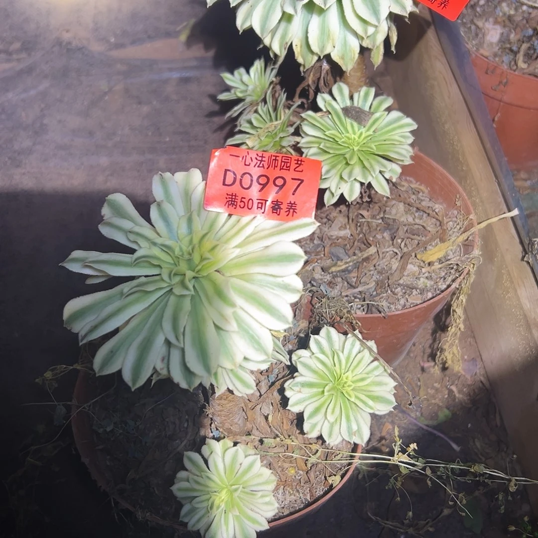 0997多肉植物、玉玲珑
