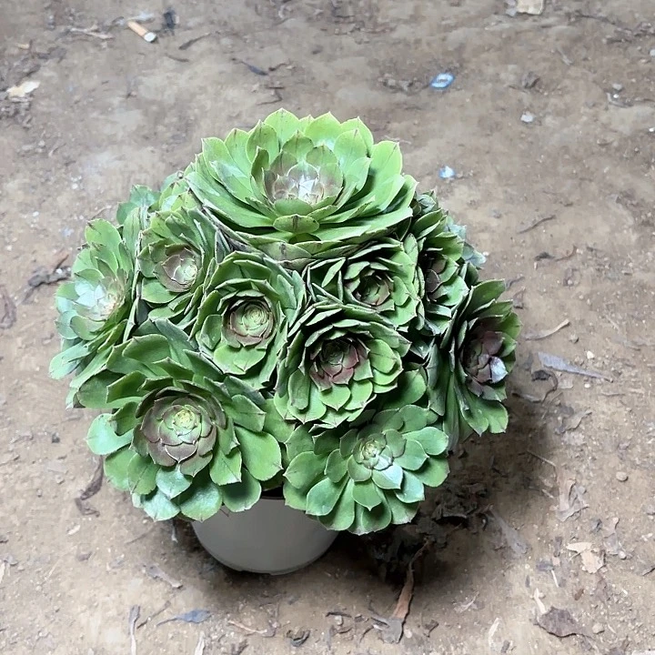 多肉植物万圣节12