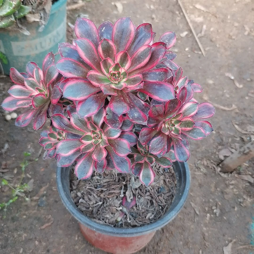 香奈儿多肉法师多肉41