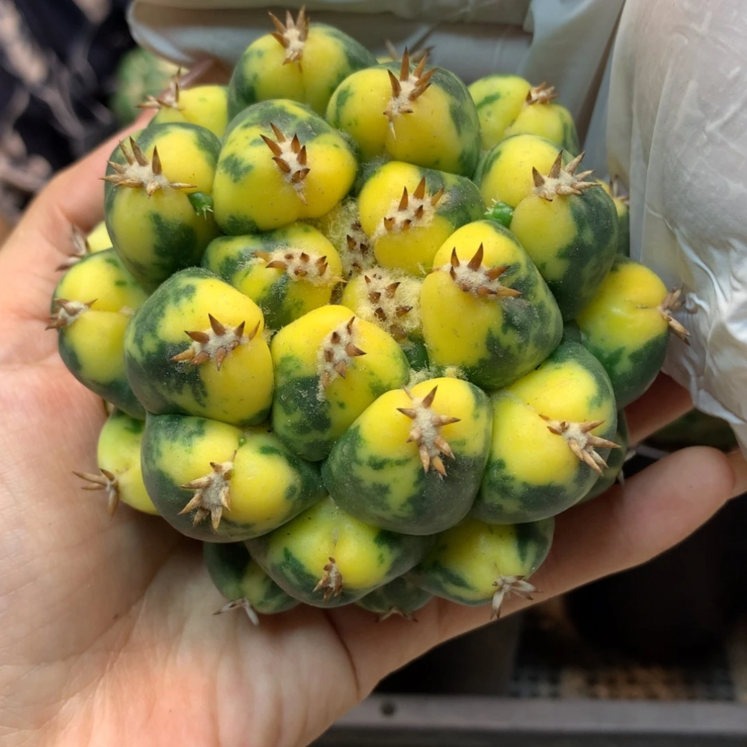 10号 出根 短豪刺獠牙锦8.7公分