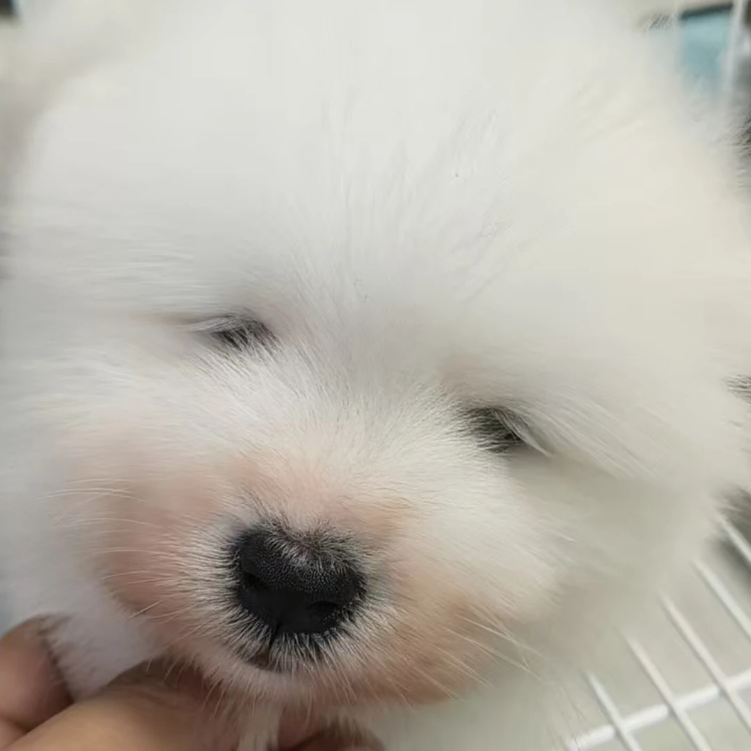 微笑天使熊版萨摩耶幼犬