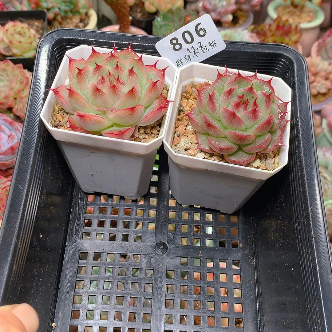 白****精控拇指盆11.2806