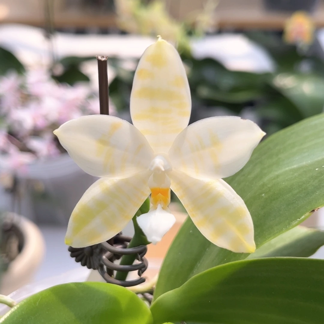 完全开放2.5寸繁花交蓝鹦鹉开花株