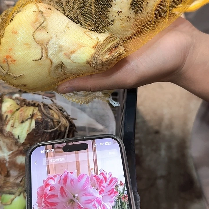 幸***市惊奇铃声2颗残次进口