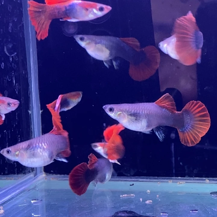 孔雀鱼扇子10条包邮